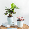 3 Pack Self Watering Planter African Violet Pots Plastic White