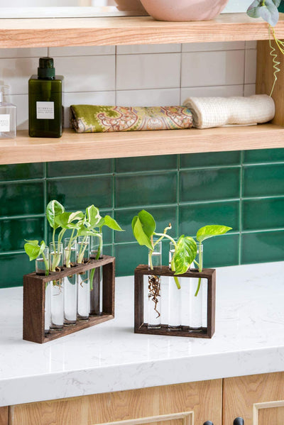 Vase/Terrarium on Wooden Stand for Propagating Hydroponic Plants