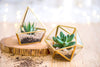 4 Inches Mini Glass Geometric Terrarium Container Set of 3 Modern Tabletop Planter