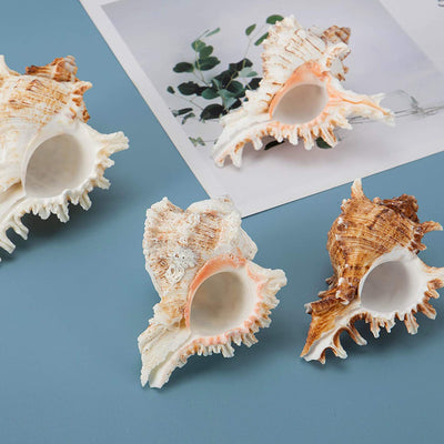 Plant Pots- Natural Conch