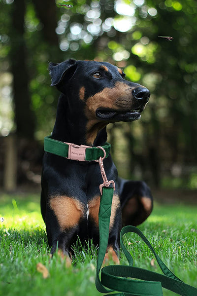 Velvet Pet Collar and Leash Set, Size l, Dark Green