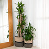 Pack Brown Cotton Rope Planter Baskets for Indoor