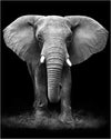 Elephant Canvas Prints Wall Art Animal World