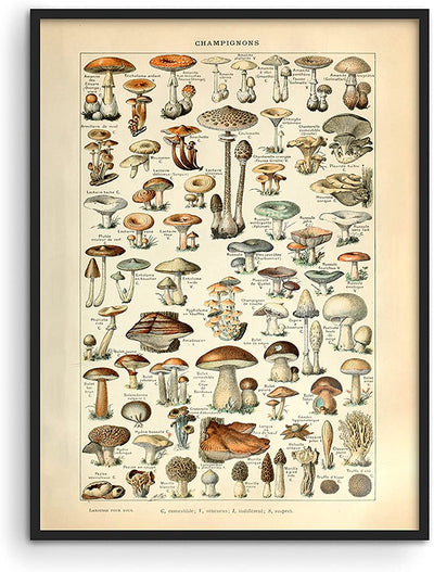 Vintage Mushroom Posters, UNFRAMED 12" x 16"