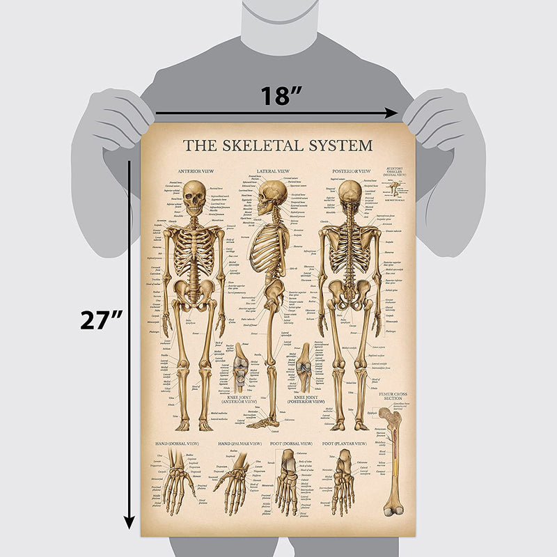 Vintage Skeletal Poster (18" x 27")