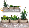 3 Small Fake Succulents Plants Artificial Centerpiece Box Faux Indoor Work