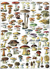 Vintage Mushroom Poster Print (LAMINATED, 18" x 24")